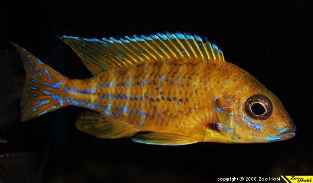 Aulonocara sp. 'stuartgranti maleri' Maleri Island